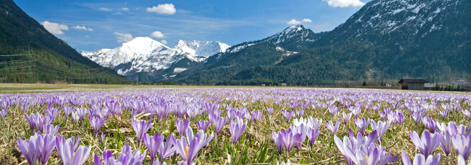 Spring Spring