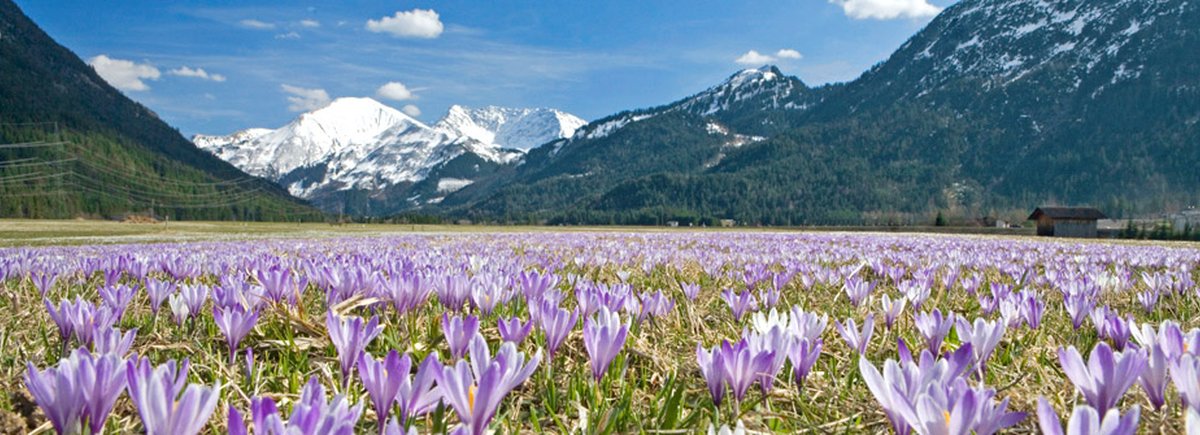 Spring in Tyrol - Tyrol - Austria